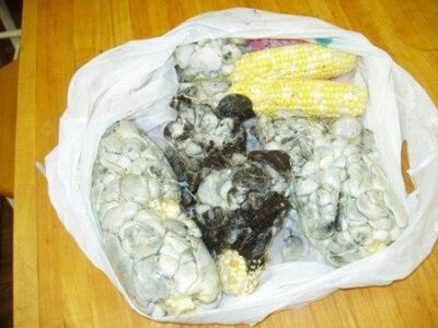 Maize Mushroom Image